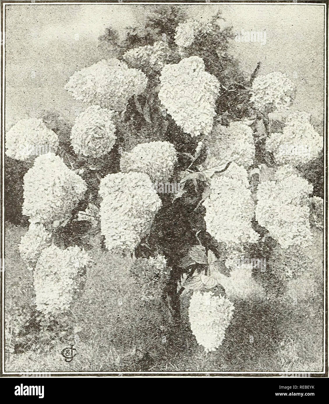 . Conard star roses : autumn 1923. Rose culture; Roses; Flowers Seeds Catalogs; Plants, Ornamental Seeds Catalogs. THE CONARD &amp;â JONES CO., WEST GROVE, PA. ROBERT PYLE, PRESIDENT ANTOINE WINTZER, Vice-President Hardy Ornamental Flowering Shrubs SEE PRICES AT FOOT OF THE PAGE. Hydrangea paniculata grandiflora. Blooms for 3 months Forsythia viridissima (Golden Bells) The earliest blooming shrub, coming into flower early in May, and the entire plant becomes covered with golden yellow, bell-shaped flowers before the foliage appears. The bright yellow blossoms are a grateful sight in early spri Stock Photo