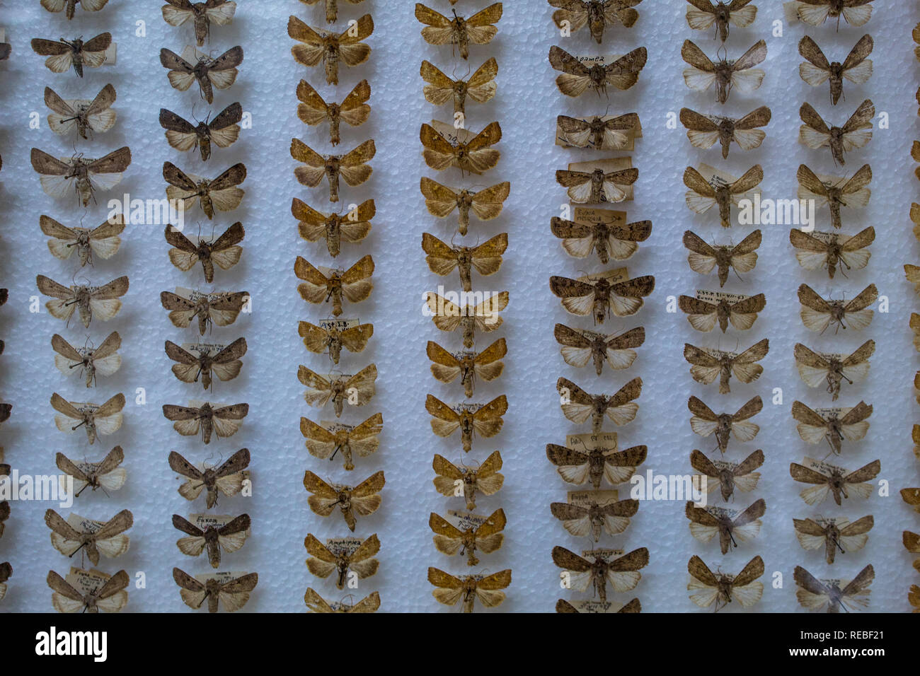 A scientific collection of moths pinned on a styrofoam base at La Salle Natural History Museum, San Jose, Costa Rica Stock Photo