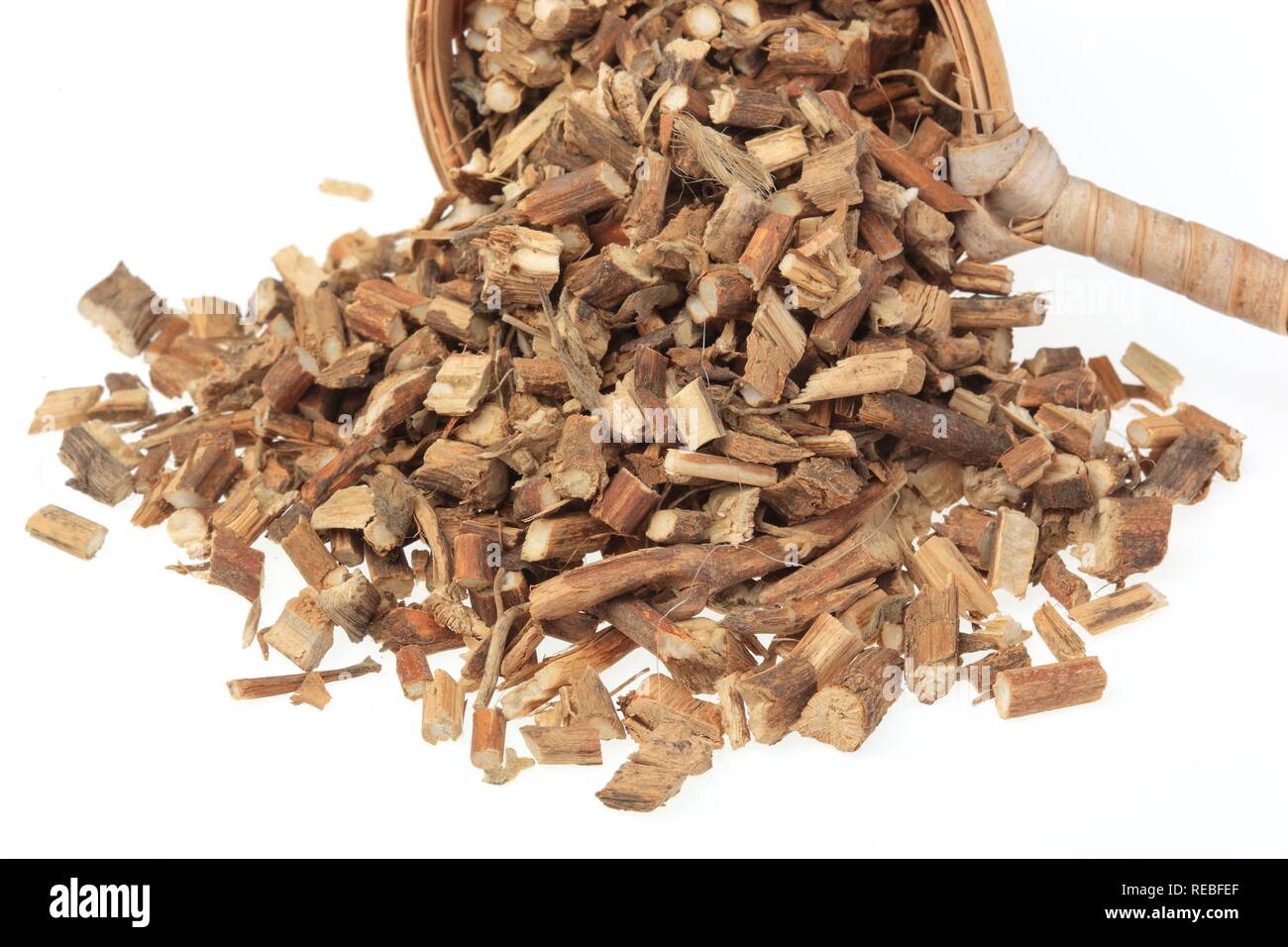 Medicinal plant, Korean Mint, Blue Licorice or Purple Giant Hyssop