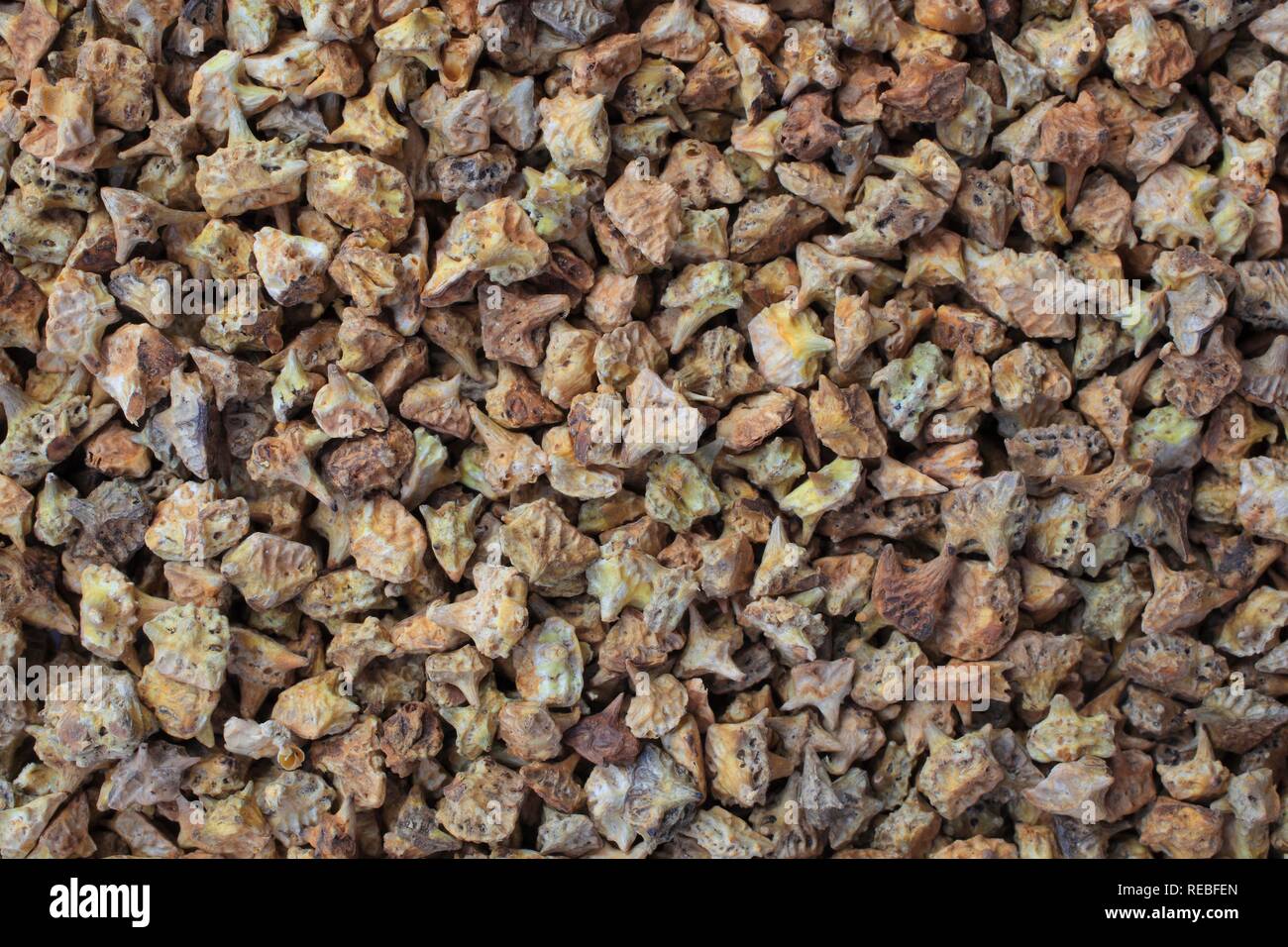 Medicinal plant Tribulus, fruits or seeds of Tribulus terrestris, Bai Ji Li Stock Photo