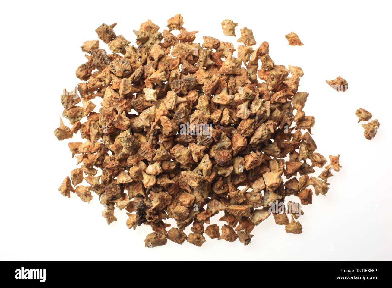 Medicinal plant, fruits or seeds of Puncturevine, Caltrop, Goathead or Bai Ji Li (Tribulus terrestris) Stock Photo