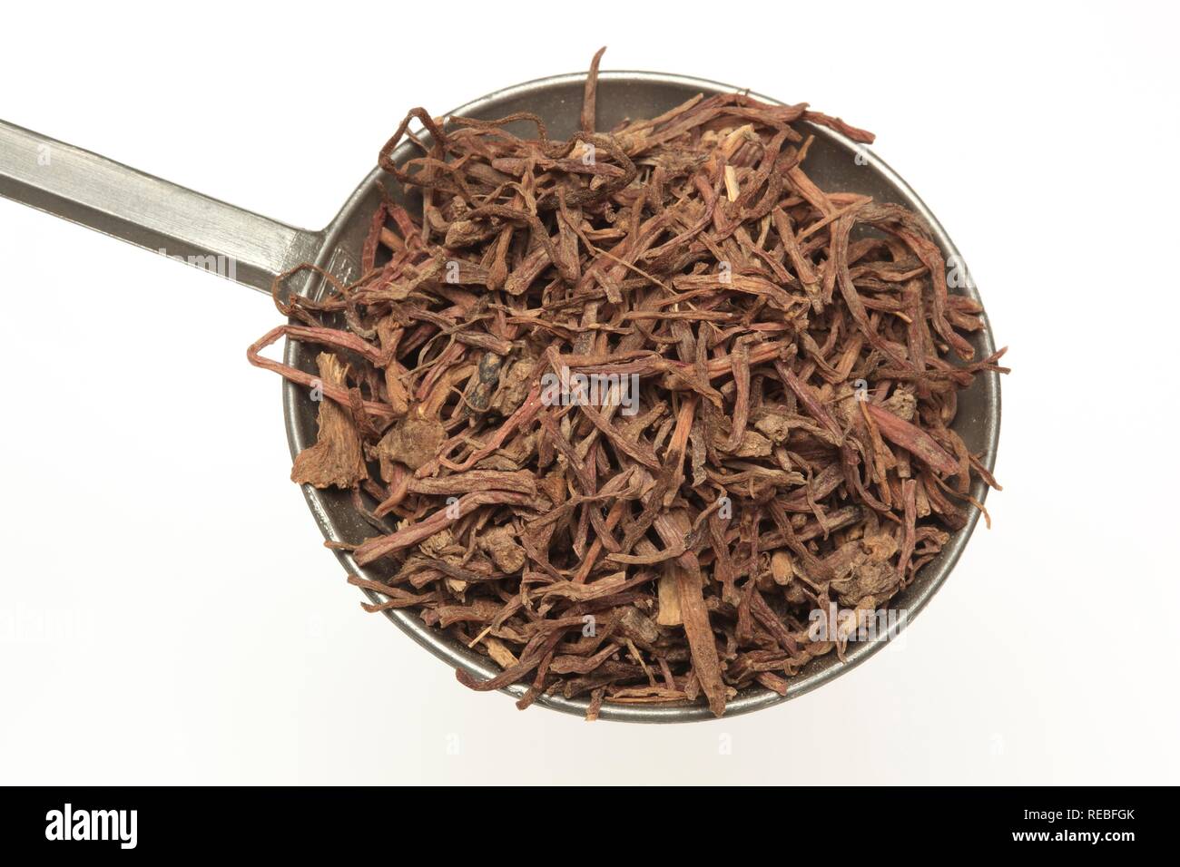 Dried roots of the medicinal plant Purple Aster Root (Aster tataricus