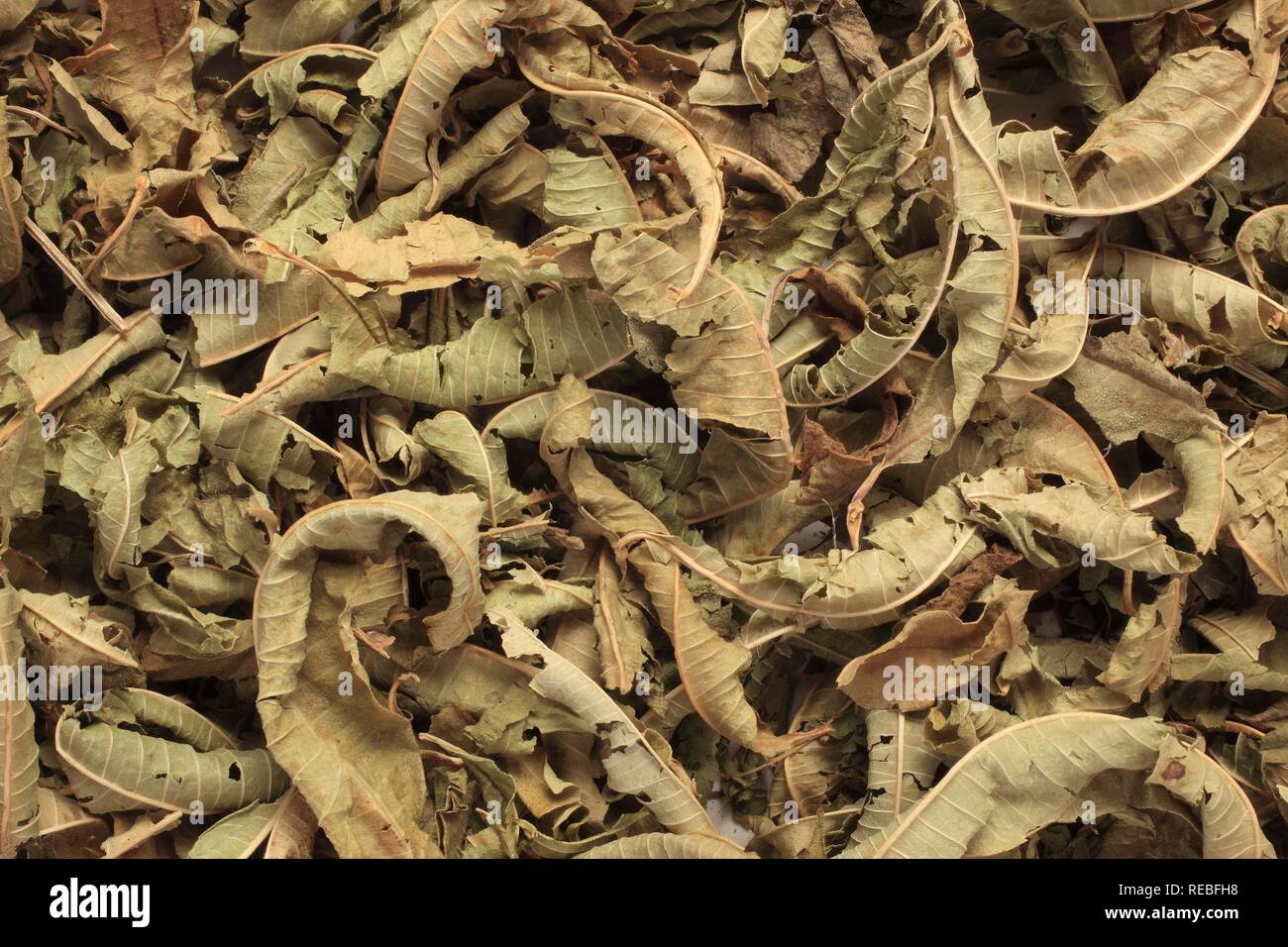 Dried leaves of the medicinal plant Common Vervain (Verbena officinalis