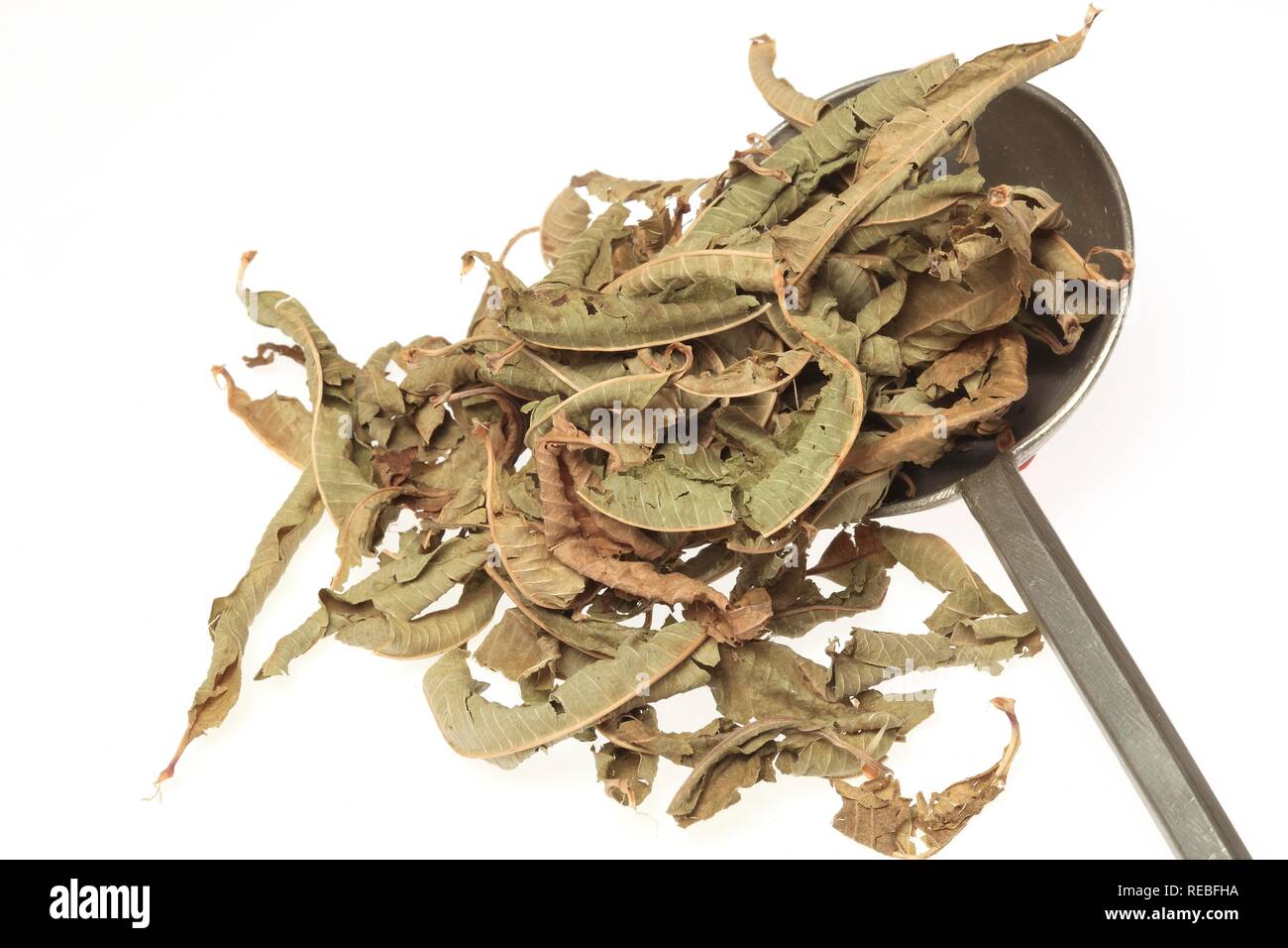 Dried leaves of the medicinal plant Common Vervain (Verbena officinalis) Stock Photo