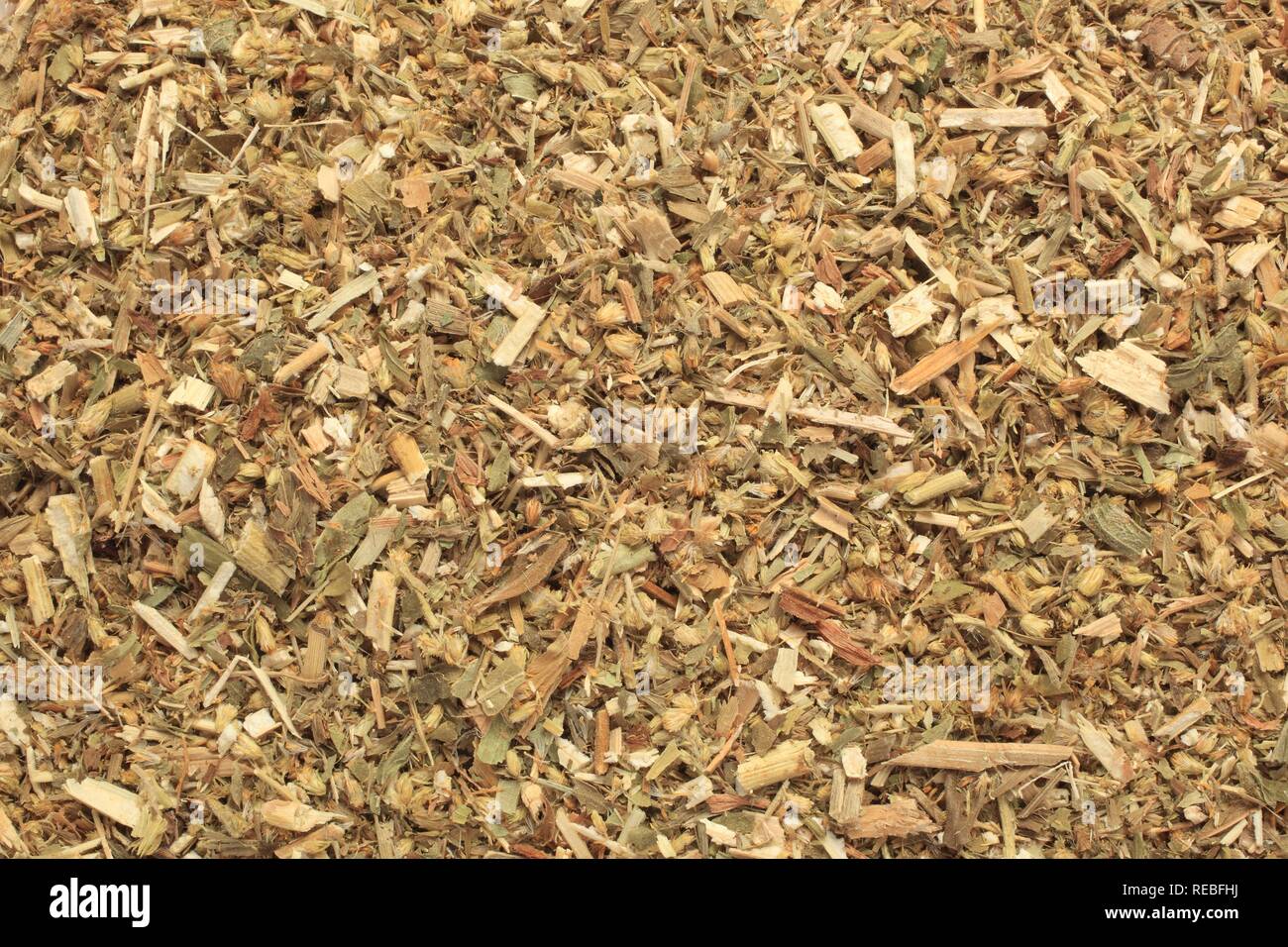 Dried herb of the medicinal plant Golden Rod (Solidago virgaurea) Stock Photo