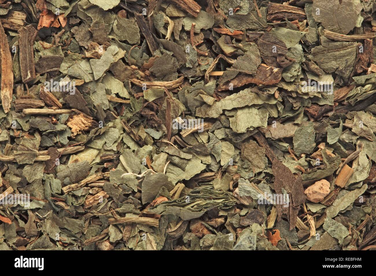 Dried leaves of the medicinal plant Asarabacca (Asarum europaeum) Stock Photo