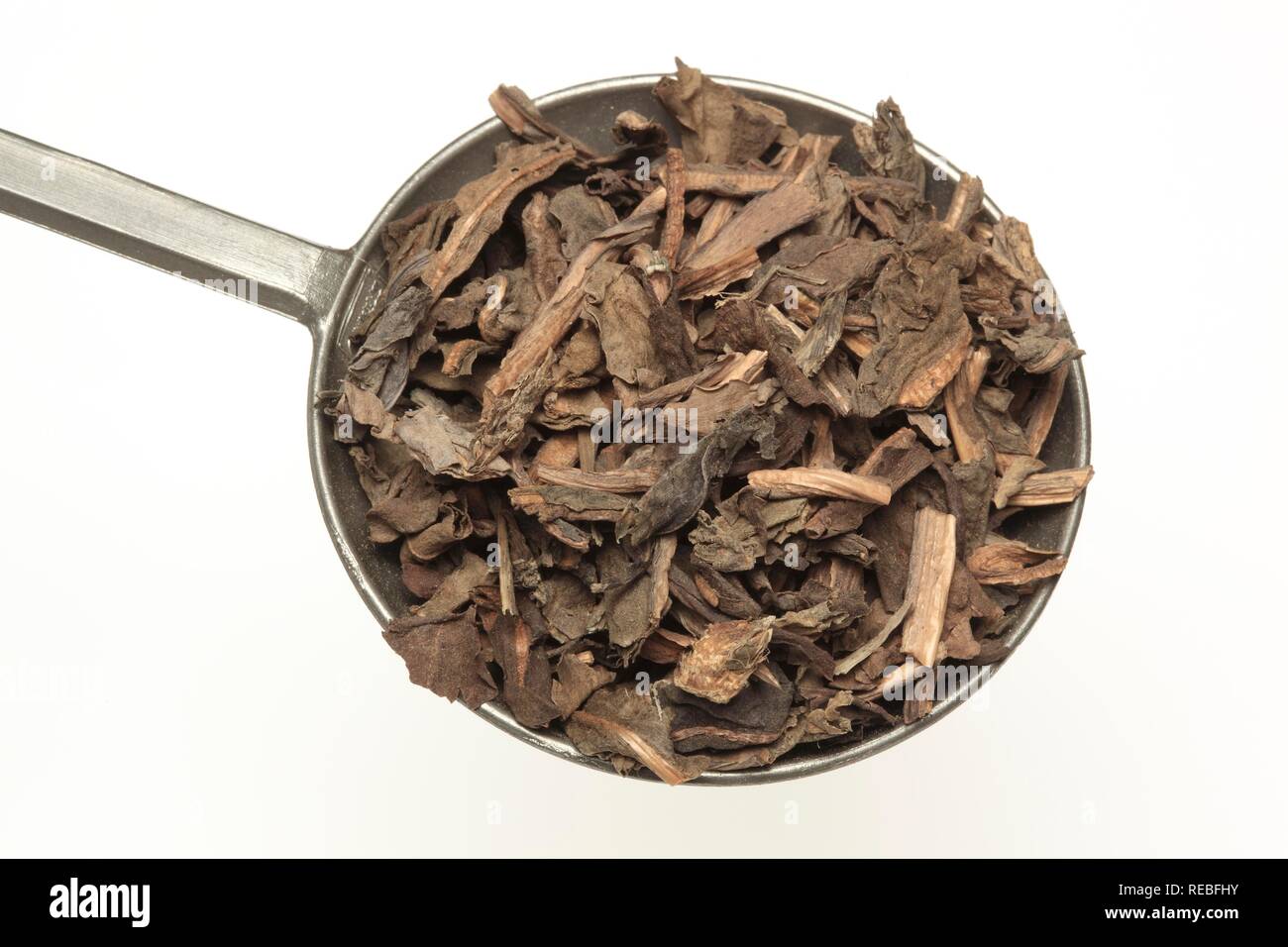 Dried leaves of the medicinal plant Chinese lizard tail, Chameleon plant, fishwort (Houttuynia cordata), Yu Xing Cao Stock Photo