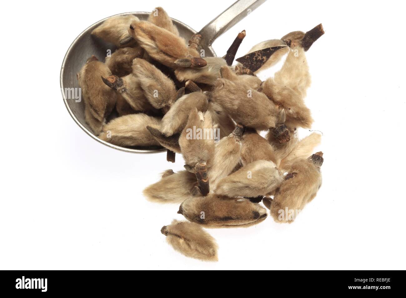 Dried Magnolia blossoms (Magnolia liliflora), Xin Yi Hua, medicinal plant Stock Photo