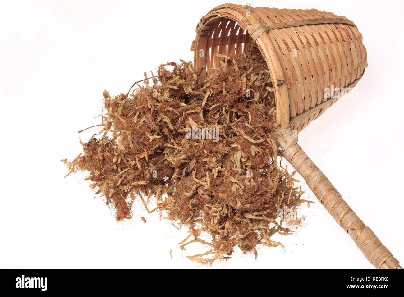 Dried blossoms of a Persian Silk Tree julibrissin), medicinal plant, He Huan Hua Stock