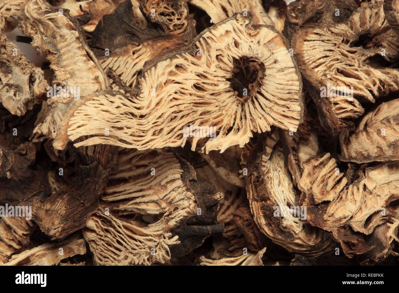 Dried roots of a Black Cohosh (Cimicifuga racemosa), medicinal plant Stock Photo