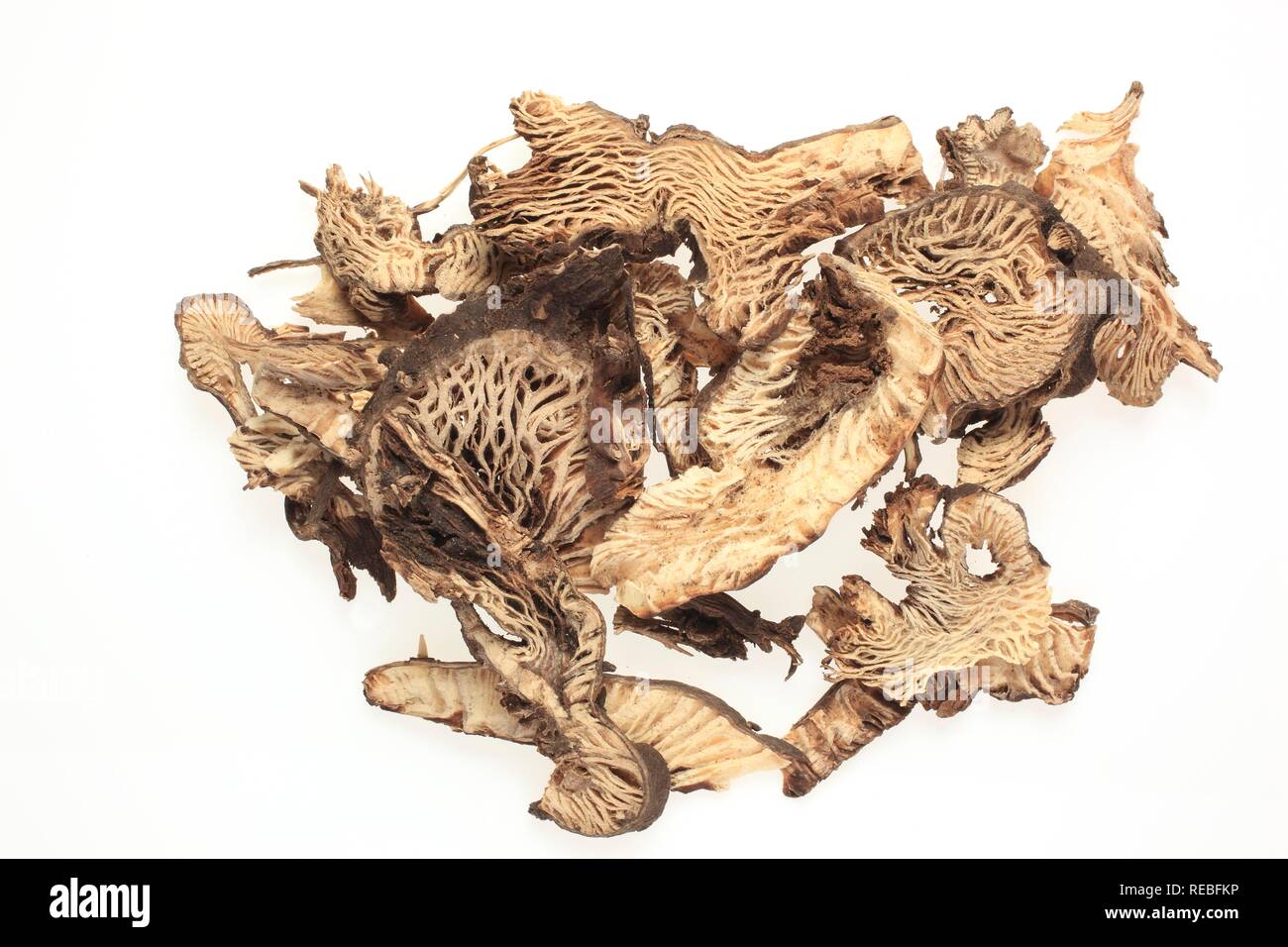 Dried roots of a Black Cohosh (Cimicifuga racemosa), medicinal plant Stock Photo