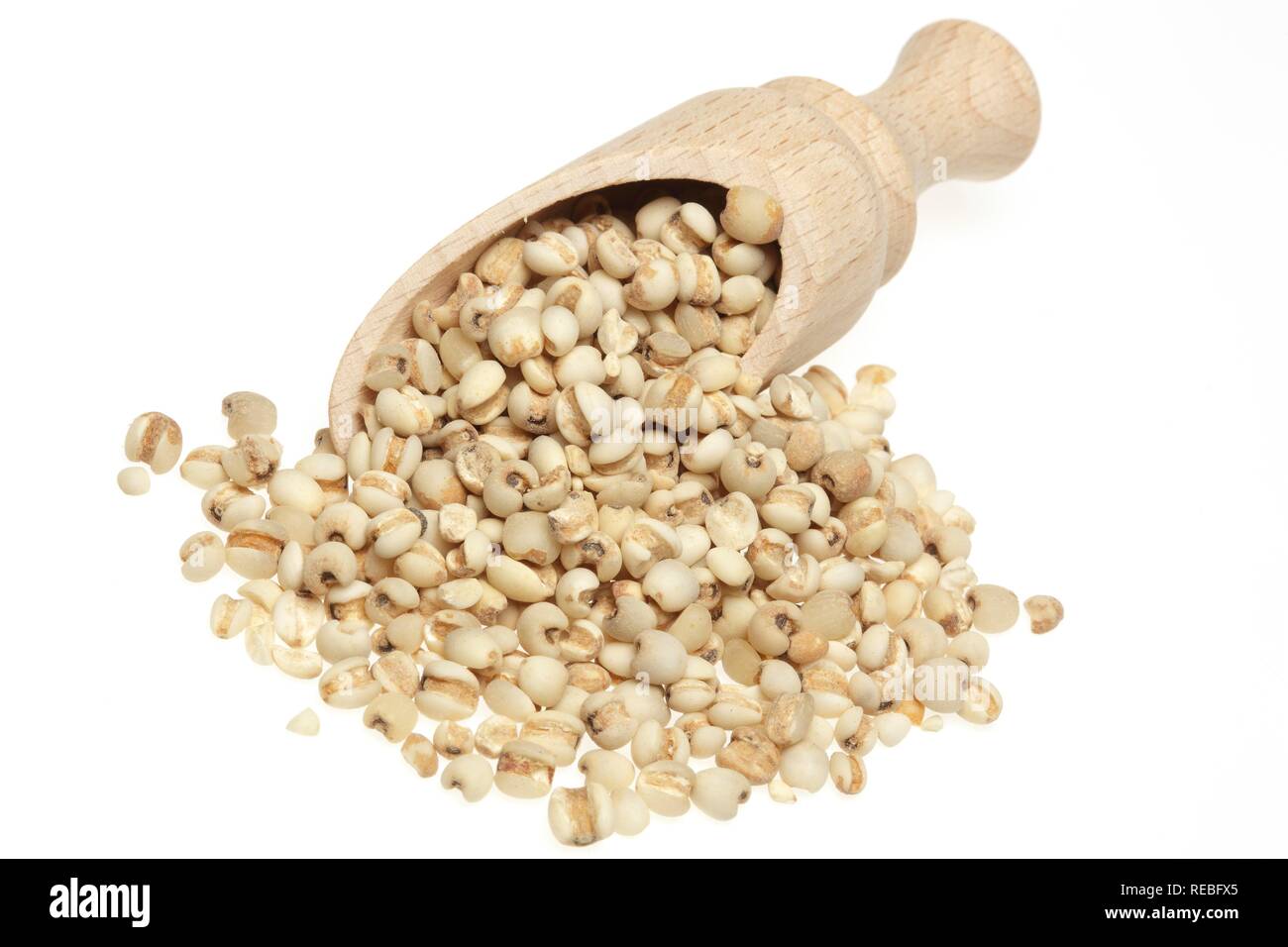 Seeds of the medicinal plant Adlay, Adlay millet, Job's tears, Yi Yi Ren, (Coix lachryma-jobi) Stock Photo