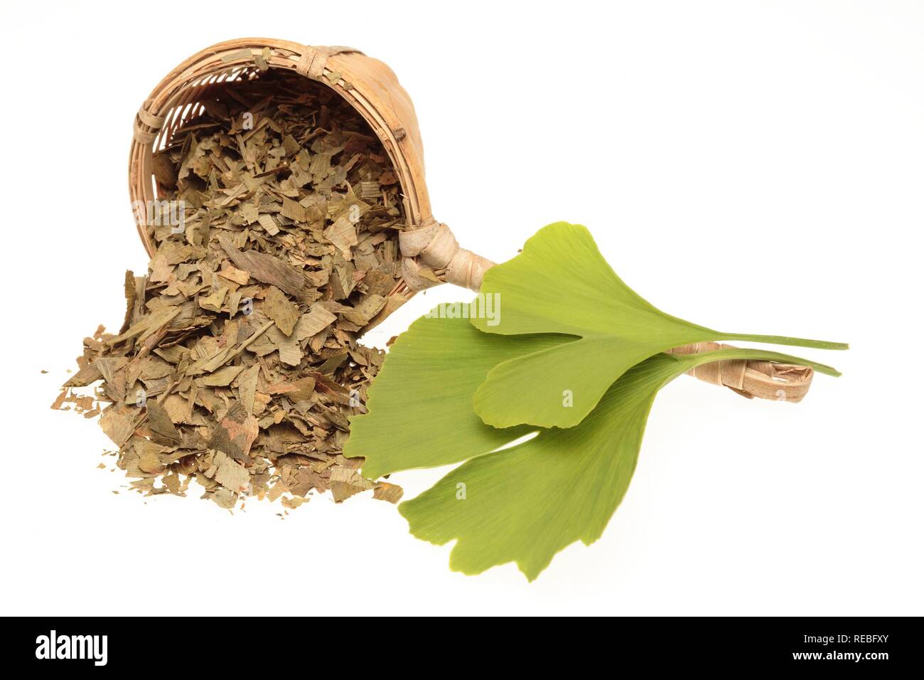 Dried Ginkgo (Ginkgo biloba) leaves and fresh leaf, leaves in dried commercial form Stock Photo