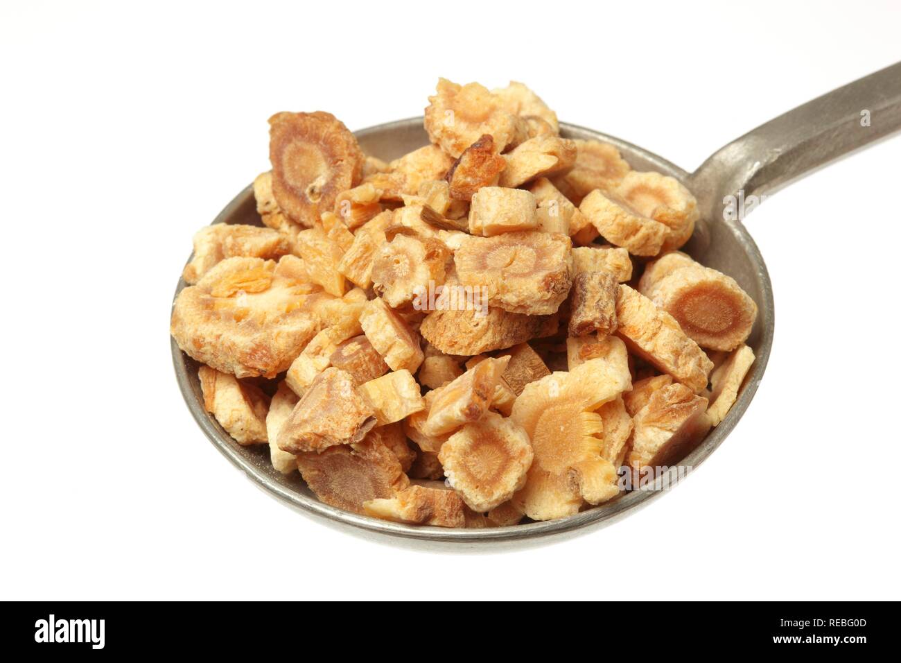 Medicinal plant Coastal glehnia, Silvertop, (Glehnia littoralis), Bei