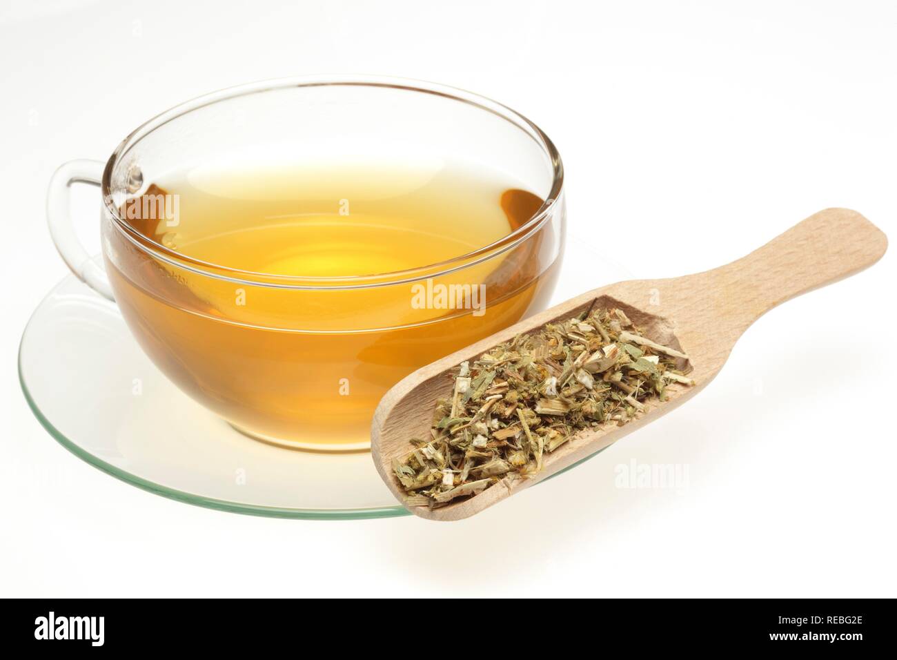 Herbal tea made of the medicinal plant Canadian Golden-rod (Solidago canadensis) Stock Photo