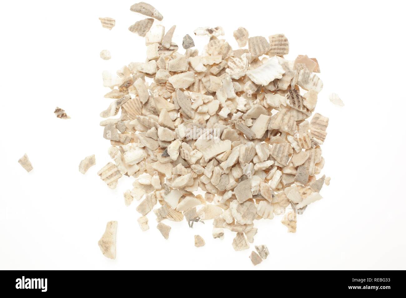Chinese medicine, Arca clamshells (Arca concha granosa), Wa Leng Zi Stock Photo