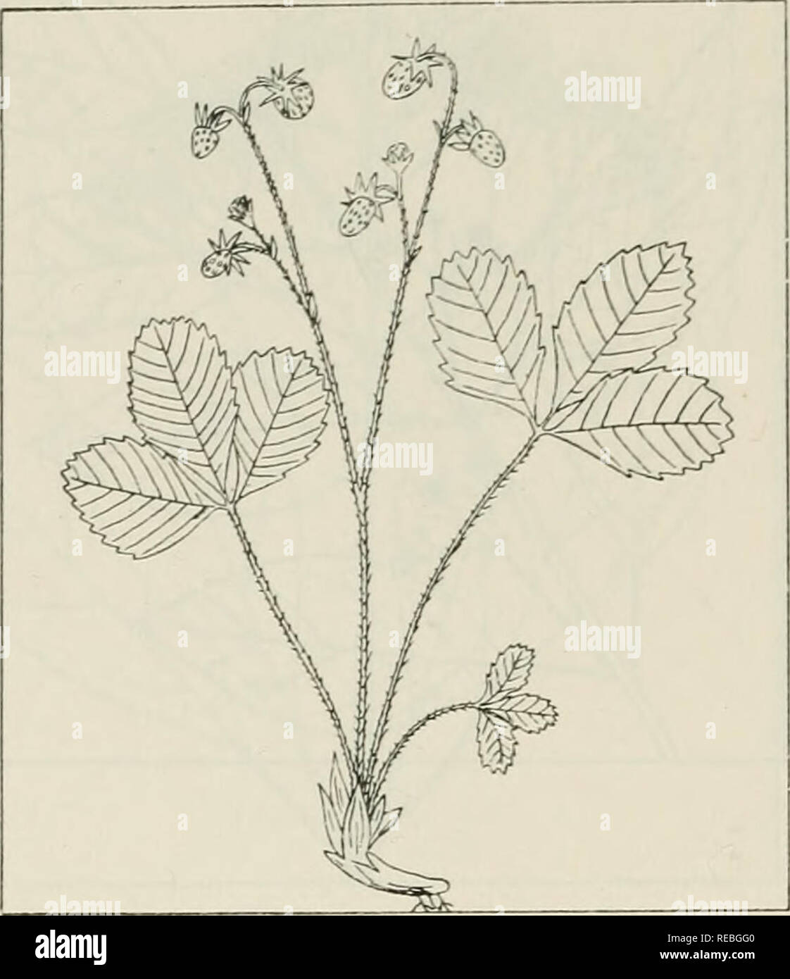 . The drug plants of Illinois. Botany, Medical; Botany. 56 ILLINOIS NATURAL HISTORY SURVEY Circular 44. FRAGARIA VESGA L. Strawberry. Alpine strawberry. Rosaceae. The leaves collected, also the fruit. Cultivated in home and farm gardens throughout the state and locally in many places in fields of some size; persists after being planted but does not become estab- lished. The fruit contains salicylic acid and malic acid. Said to have astringent and diuretic properties but is valuable chiefly for the fruit syrup which is used as a pleasant ve- hicle for medicines.  Fragaria 'virginiana Dene., Vi Stock Photo