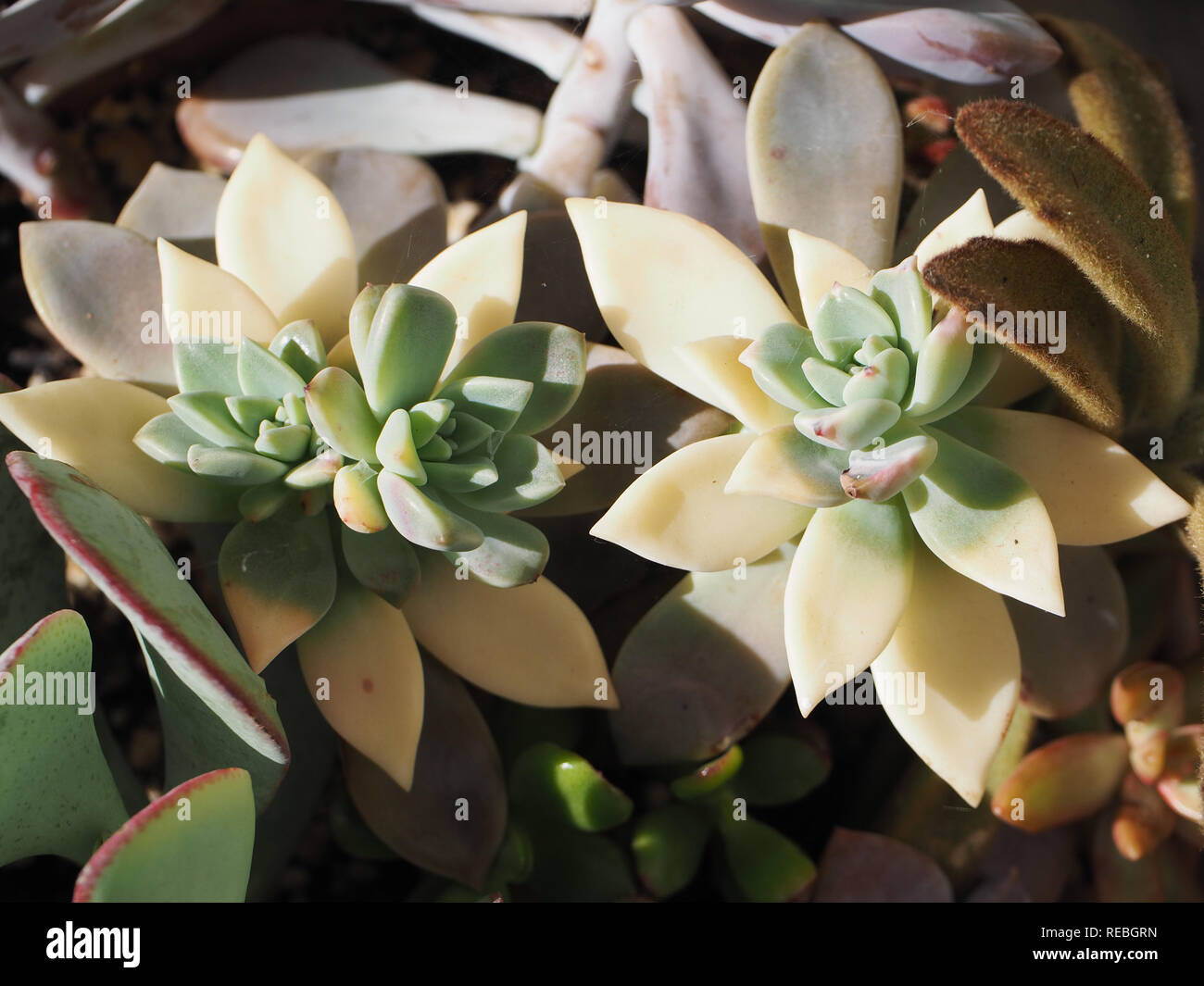 variegated succulent as the result of heatwave in the summer of 2018 Stock Photo