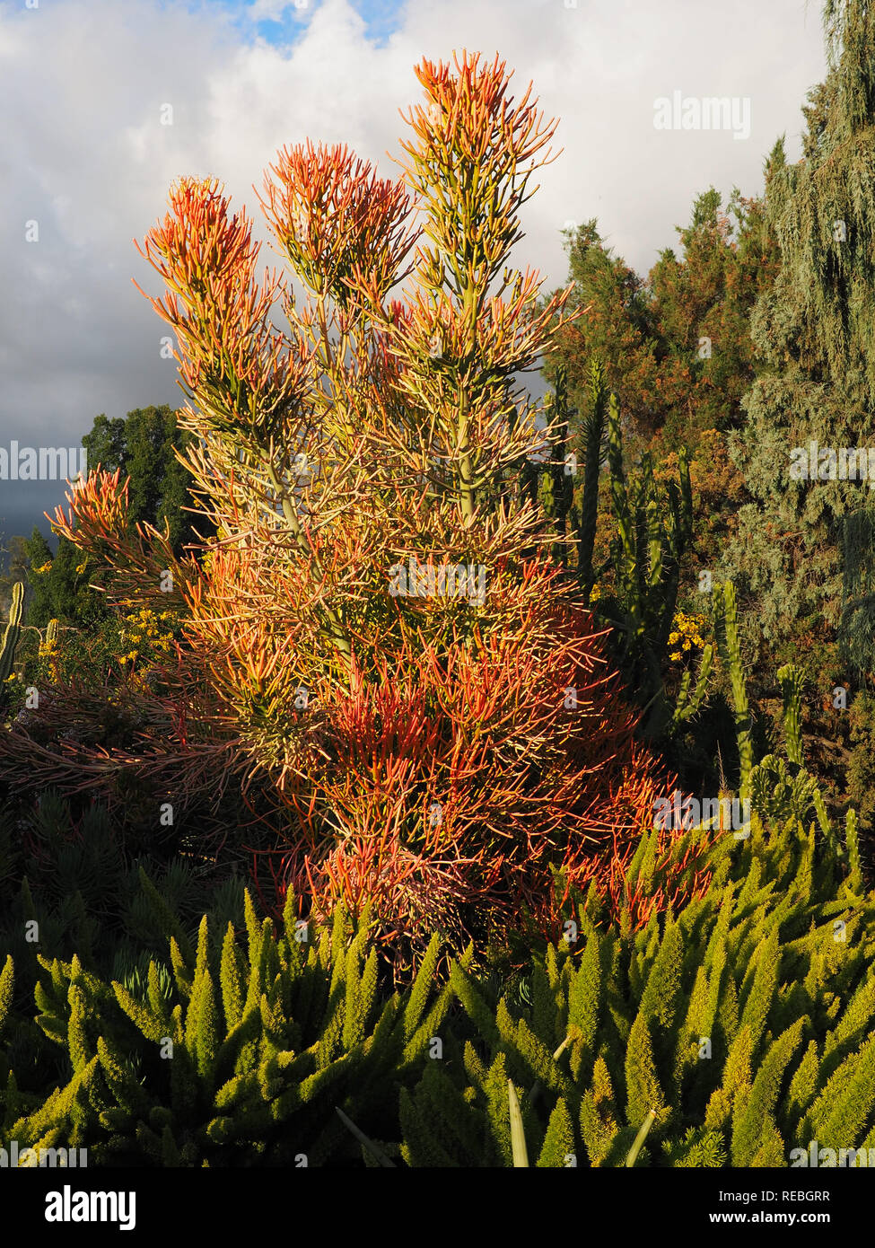 Beautiful colors of succulents at the Los Angeles Arboretum, Arcadia, CA Stock Photo