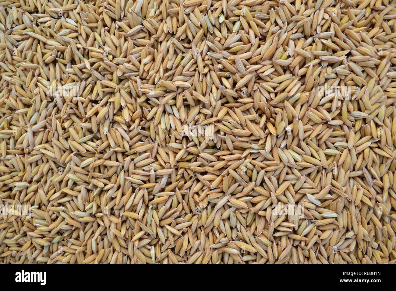 Rice Seeds Stock Photos & Rice Seeds Stock Images Alamy