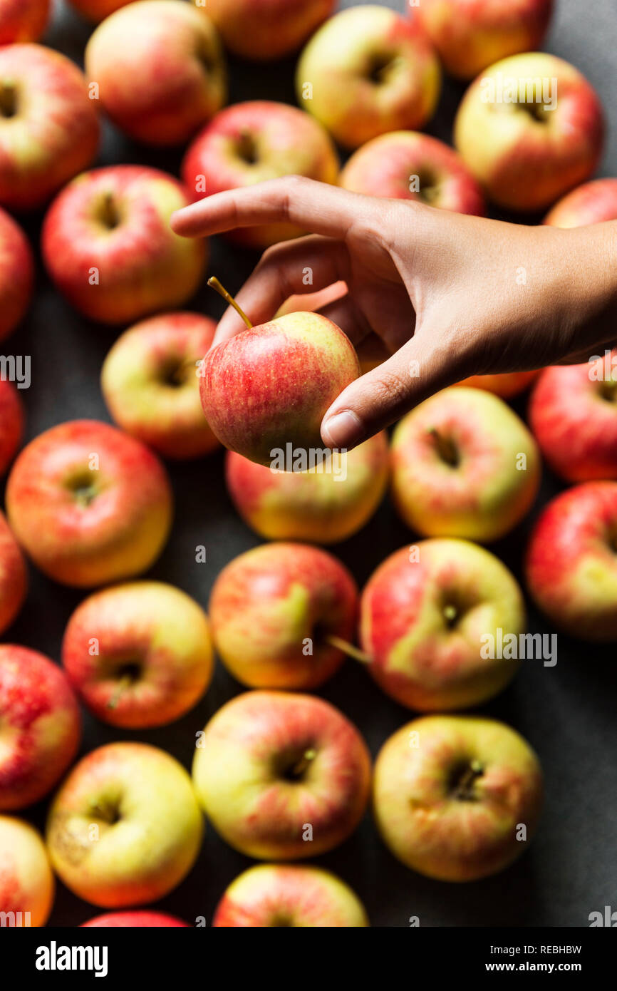Young girl holding small gala apple that is ready to be eaten Stock