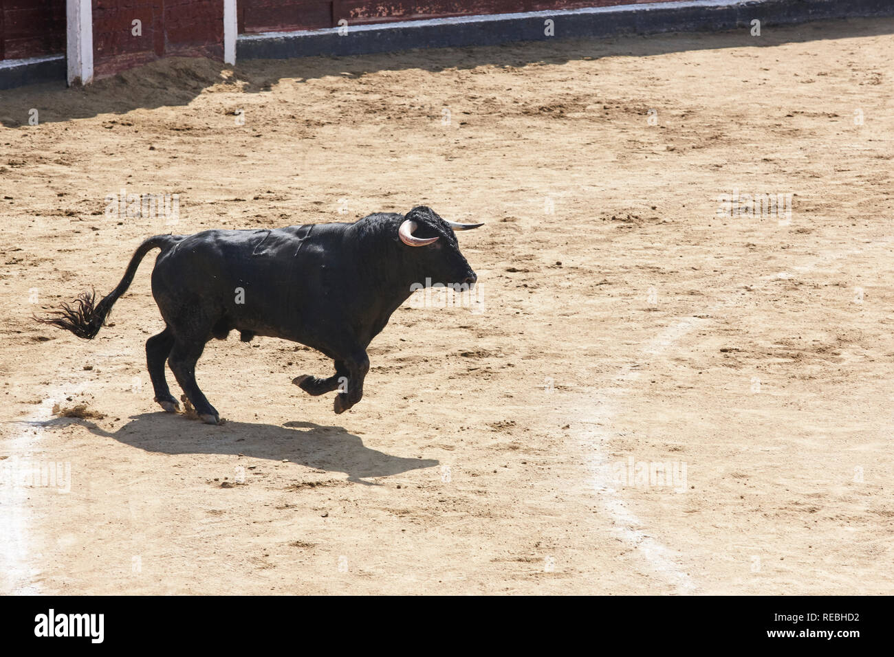 Fighting bull running in the arena. Bullring. Toro bravo. Spain Stock ...