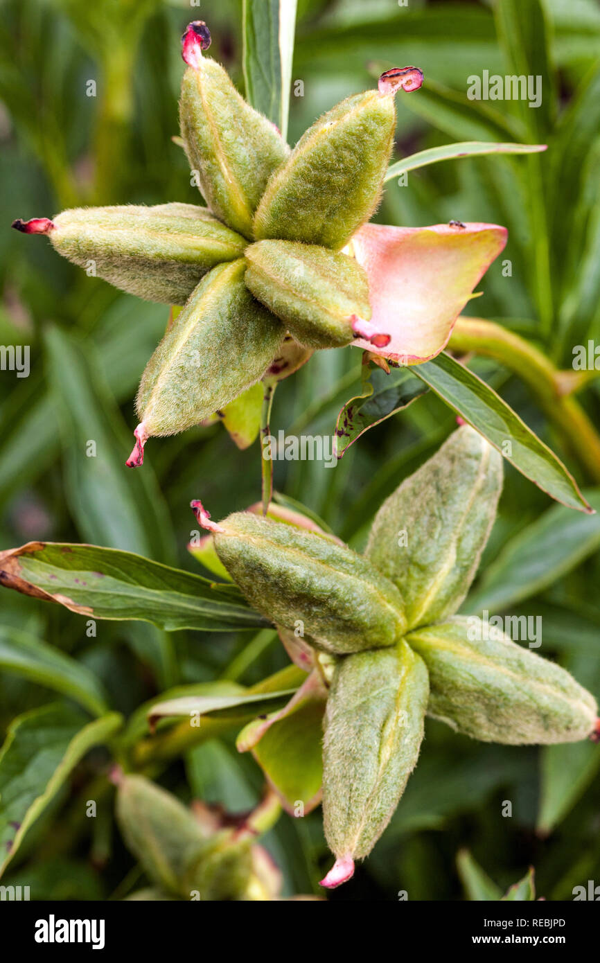 Gone To Seed  Seed pods, Growing peonies, Flower seeds