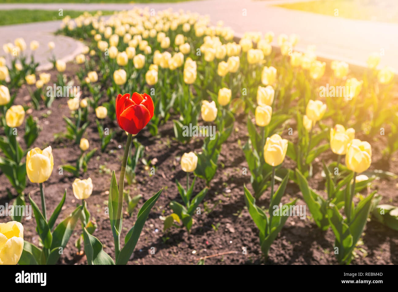 A single red tulip blooming among a field of yellow Stock Photo Alamy