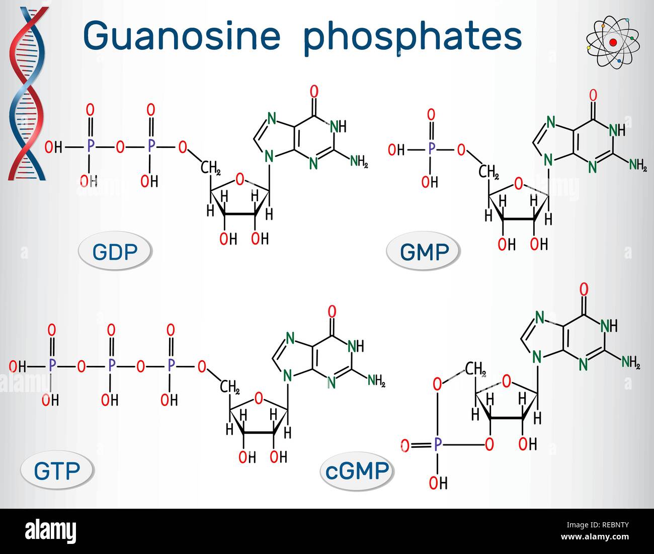 Guanosine phosphates (guanosine triphosphate, guanosine diphosphate, guanosine monophosphate, cyclic guanosine monophosphate). Structural chemical for Stock Vector