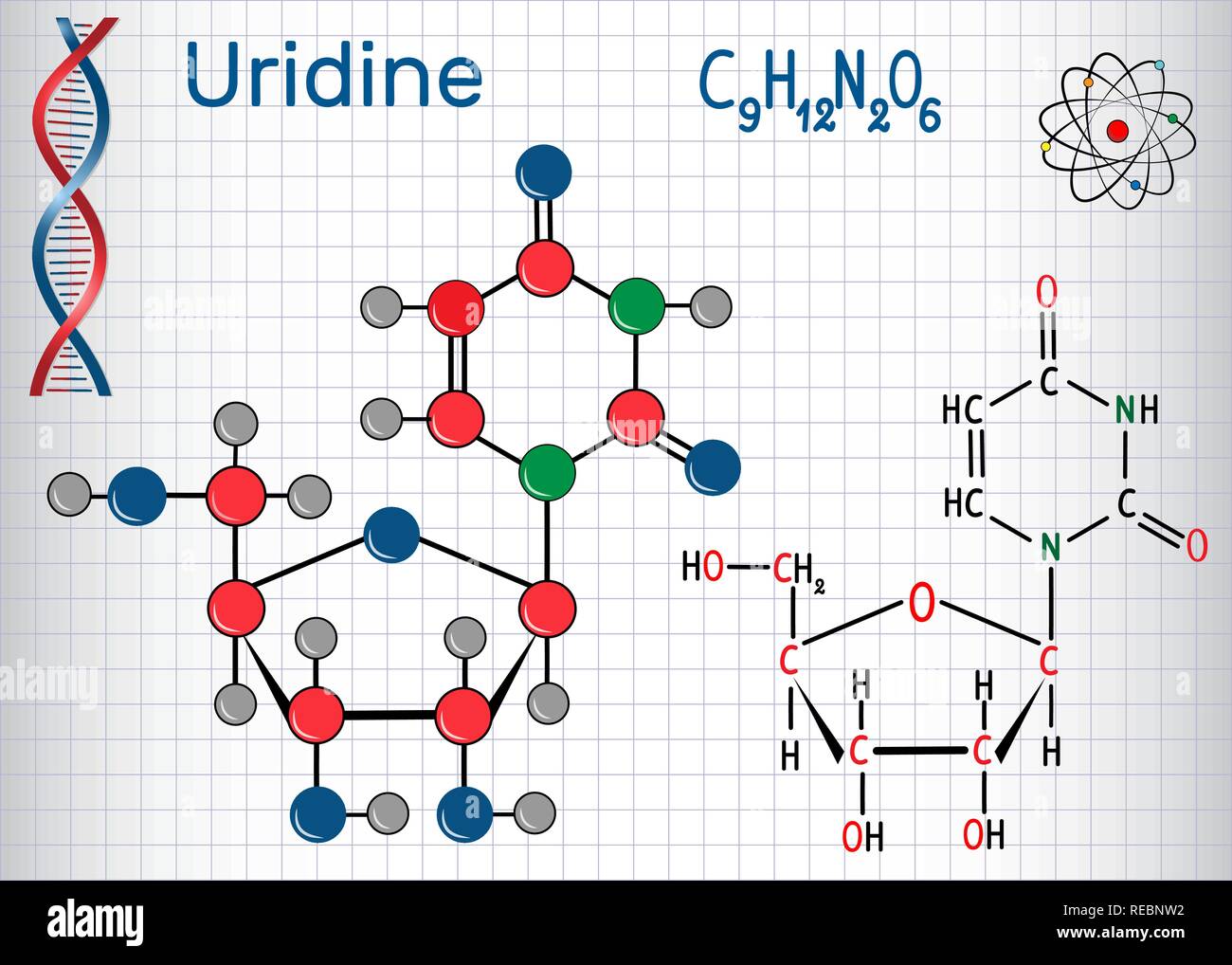 Uridine - pyrimidine nucleoside molecule, is important part of RNA. Structural chemical formula and molecule model. Sheet of paper in a cage.Vector il Stock Vector