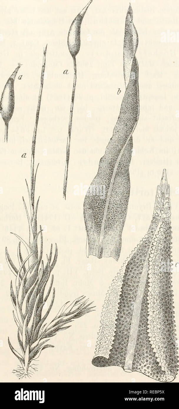 Dr. L. Rabenhorst's Kryptogamen-Flora von Deutschland, Oesterreich und der  Schweiz. Cryptogams -- Germany; Cryptogams -- Austria; Cryptogams --  Switzerland. 603 hoch, geschlÃ¤ngelt, rechts-, oben oft linksgedreht, roth  und an der Spitze