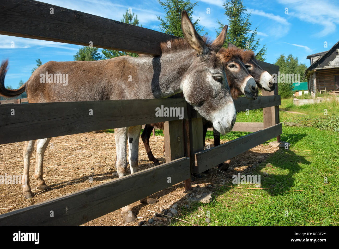 Cattle And Donkeys At A Farm High Resolution Stock Photography and ...