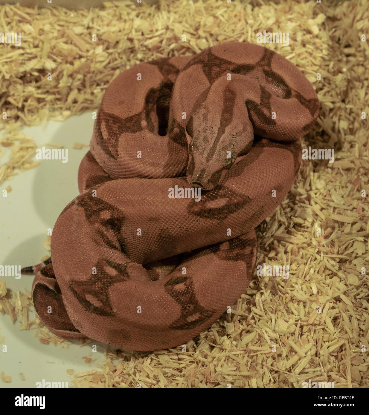 royal python in brown livery in a glass case Stock Photo - Alamy