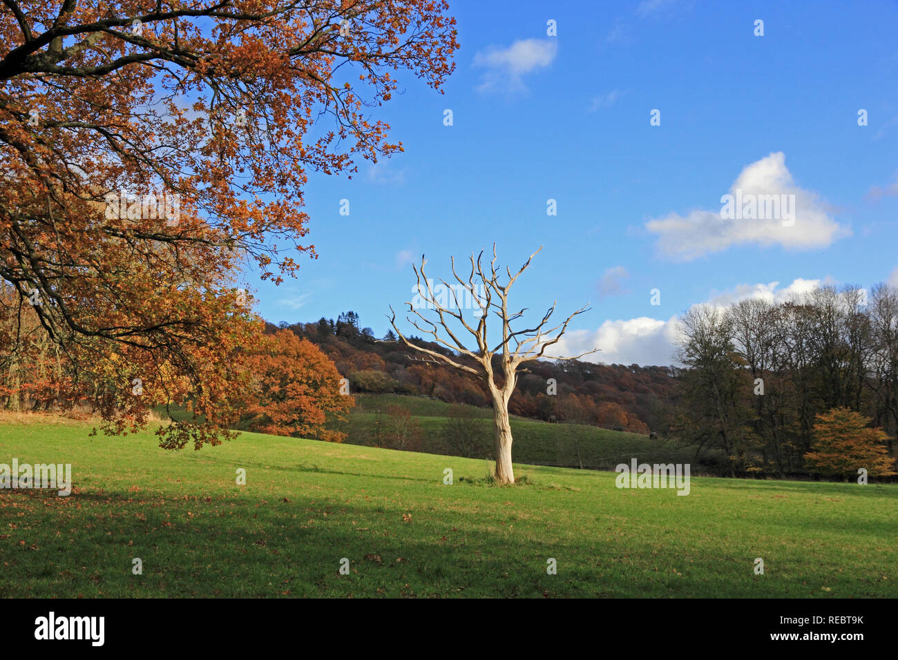 Decaying tree leaves hi-res stock photography and images - Alamy