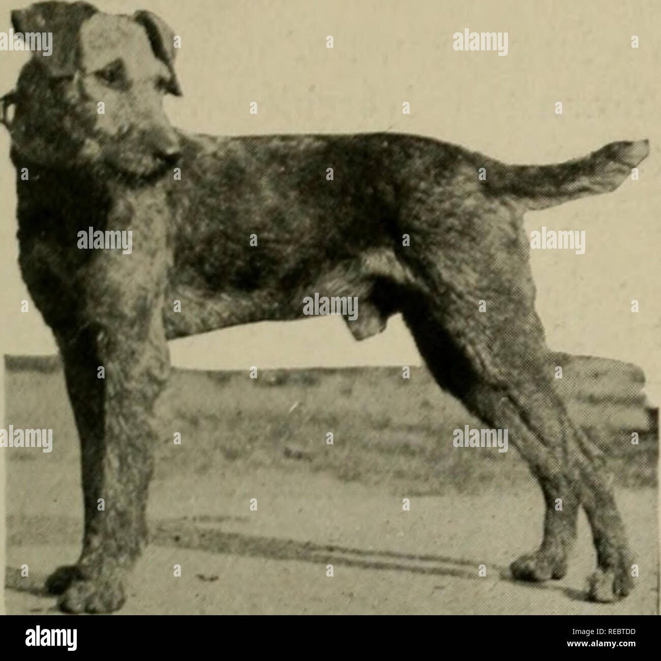 The complete story of the Airedale terrier. Airedale terrier