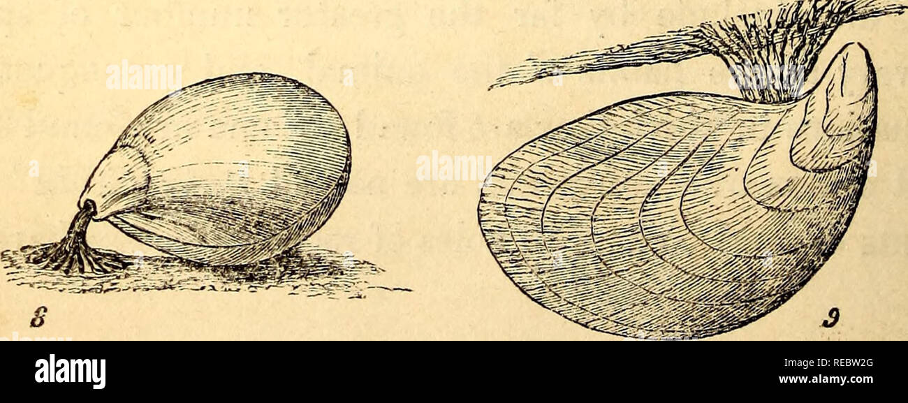 . A conchological manual. Shells. 12 INTRODUCTION. stances, then they ...