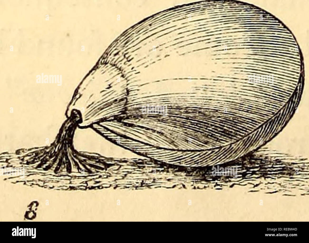 . A conchological manual. Shells. 12 INTRODUCTION, stances, then they ...