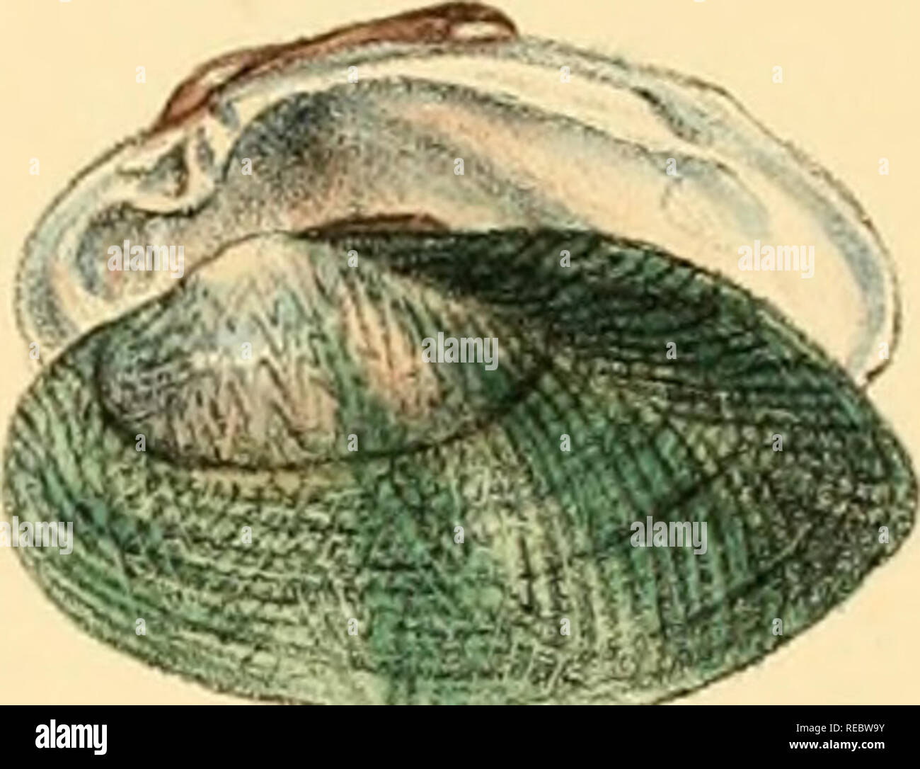 Sylvanus Shell Charles thorp hi-res stock photography and images - Alamy