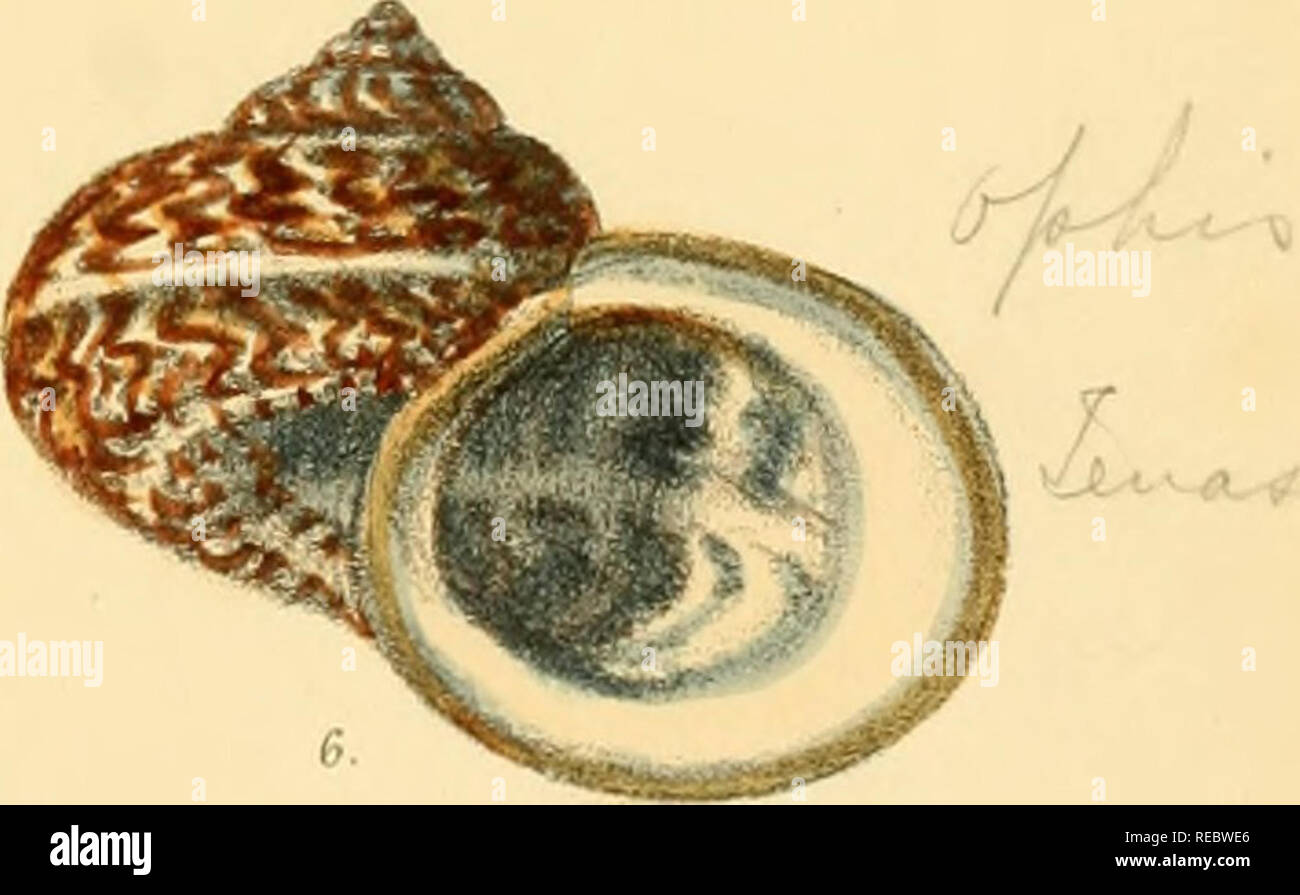. Conchologia indica, being illustrations of the land and freshwater shells of British India. [1870-1876]. Mollusks; Shells. -^. /j^.. i'jmJh^'. S-Â»-X-&lt;!Â«- .'^-â ^v|.*-0^ G.B Sowertr/ del elLitli. Vincenl Broote Day &amp; Snn M,. Please note that these images are extracted from scanned page images that may have been digitally enhanced for readability - coloration and appearance of these illustrations may not perfectly resemble the original work.. Hanley, Sylvanus Charles Thorp, 1819-1899; Theobald, W. (William), 1829-1908. London Stock Photo