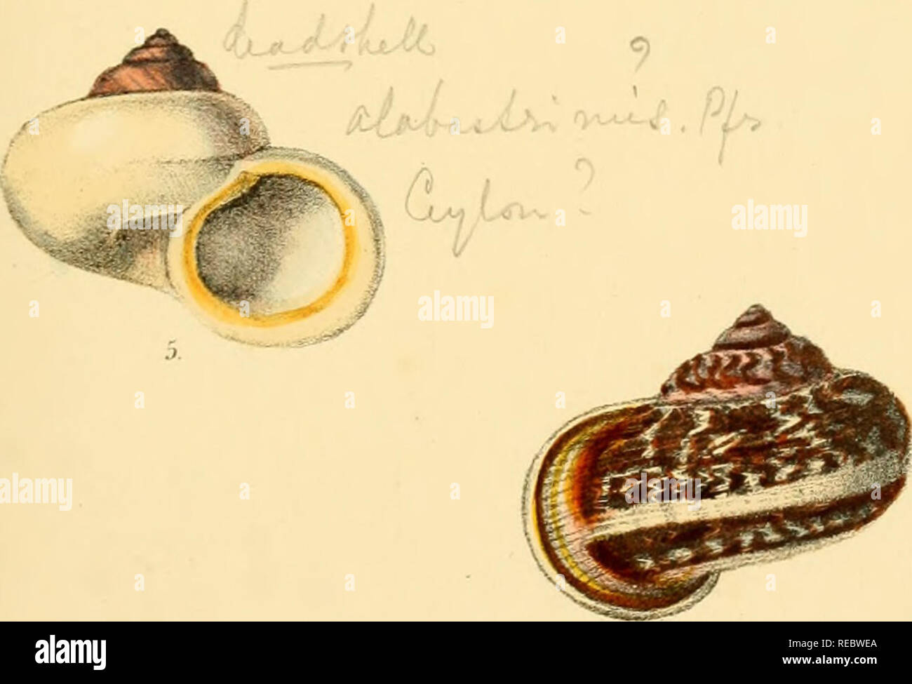 Sylvanus Shell . Conchologia indica, being illustrations of the land and freshwater ...