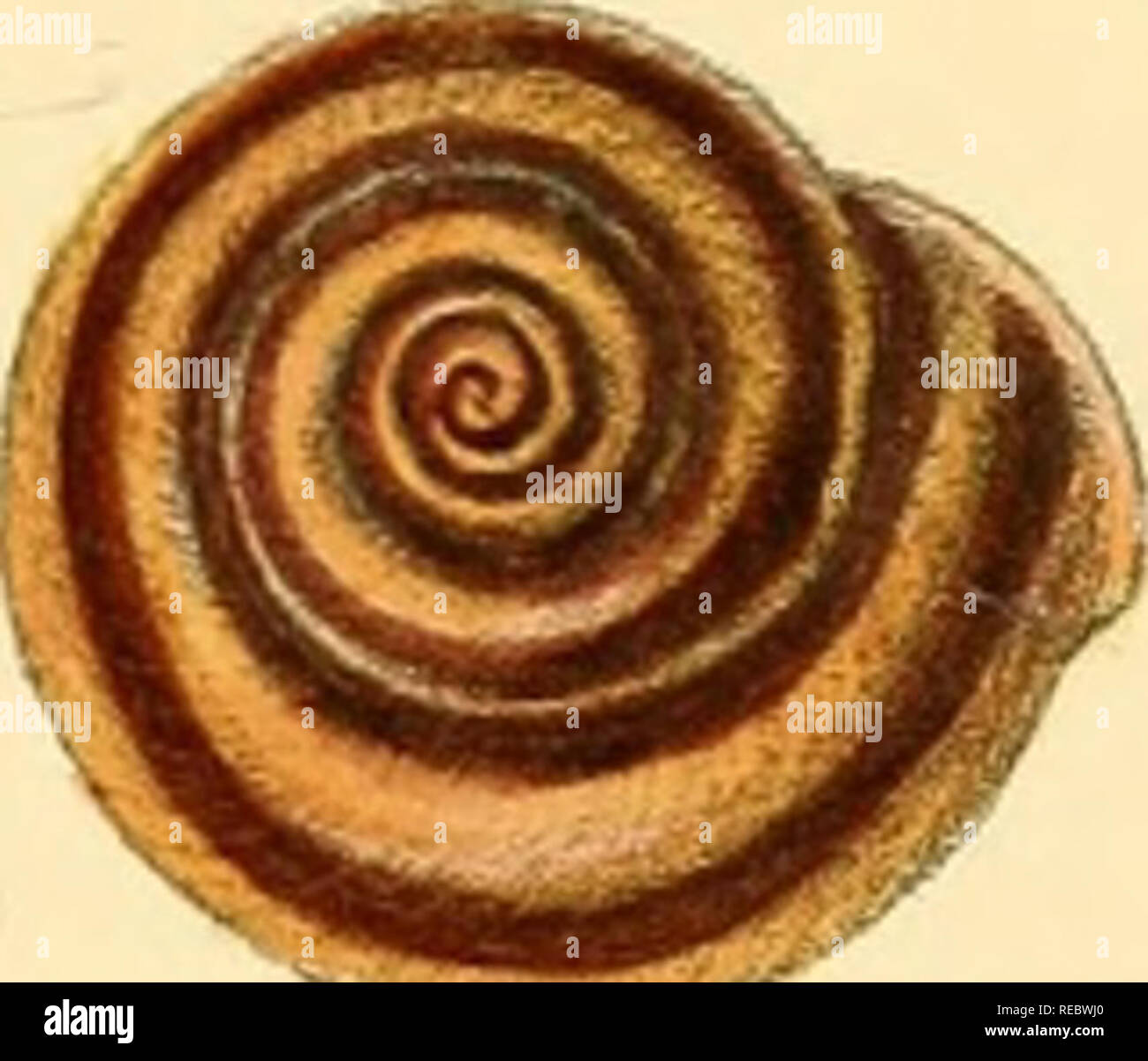 Sylvanus Shell Io indica hi-res stock photography and images - Alamy