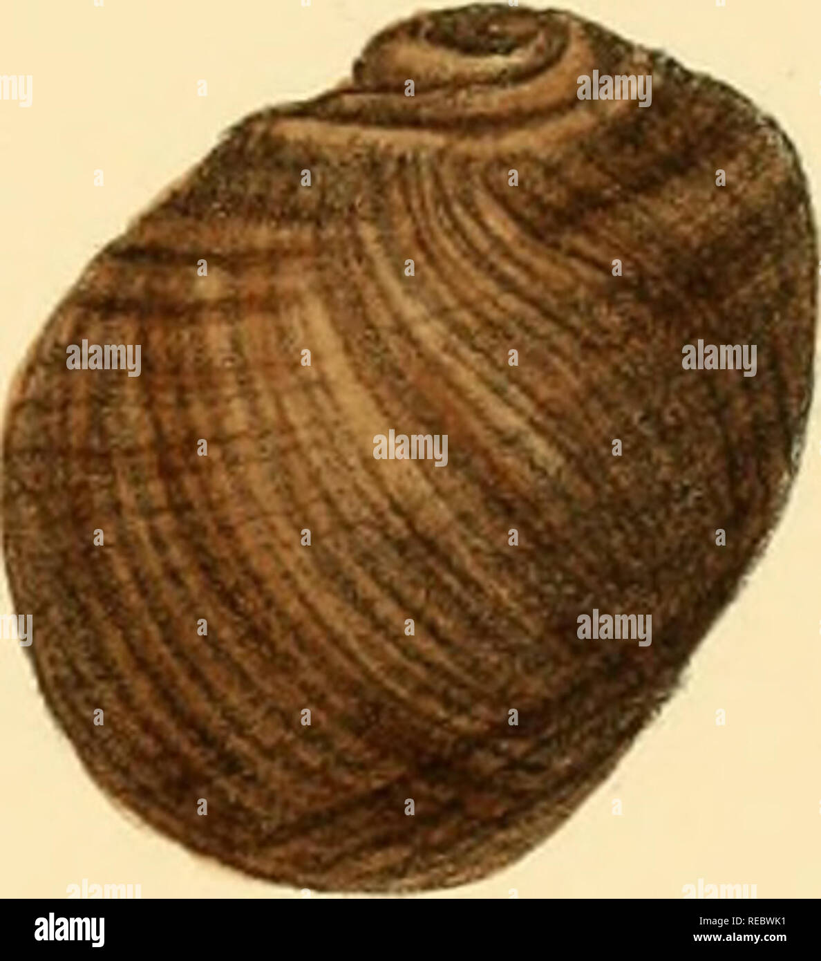 Sylvanus Shell 1829 1908 hi-res stock photography and images - Alamy