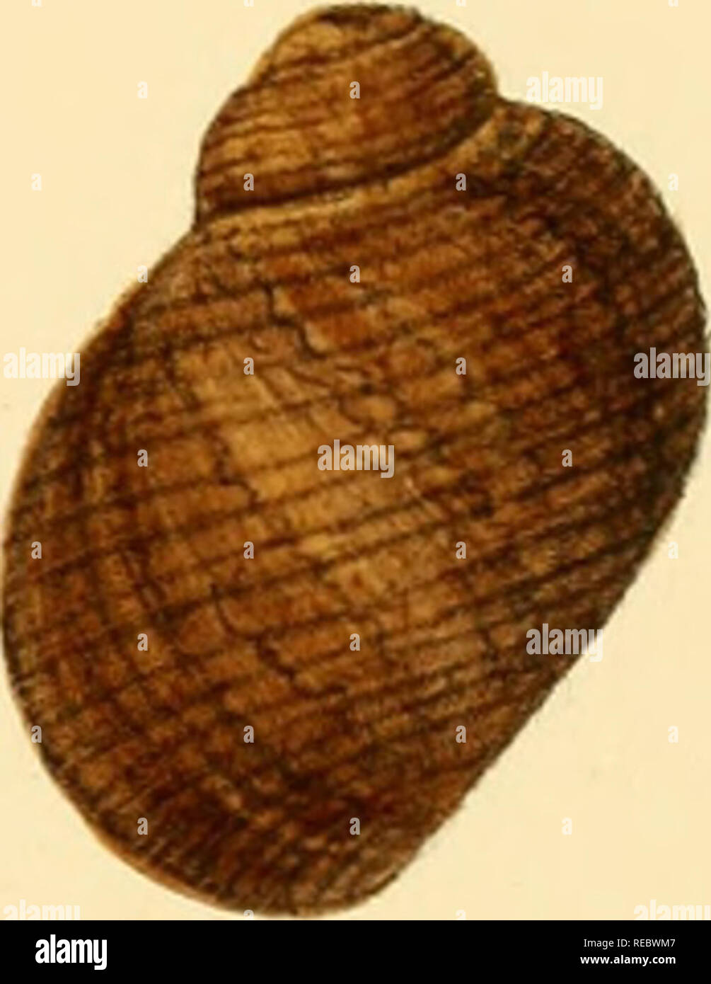 Sylvanus Shell Indian land shells hi-res stock photography and images - Alamy