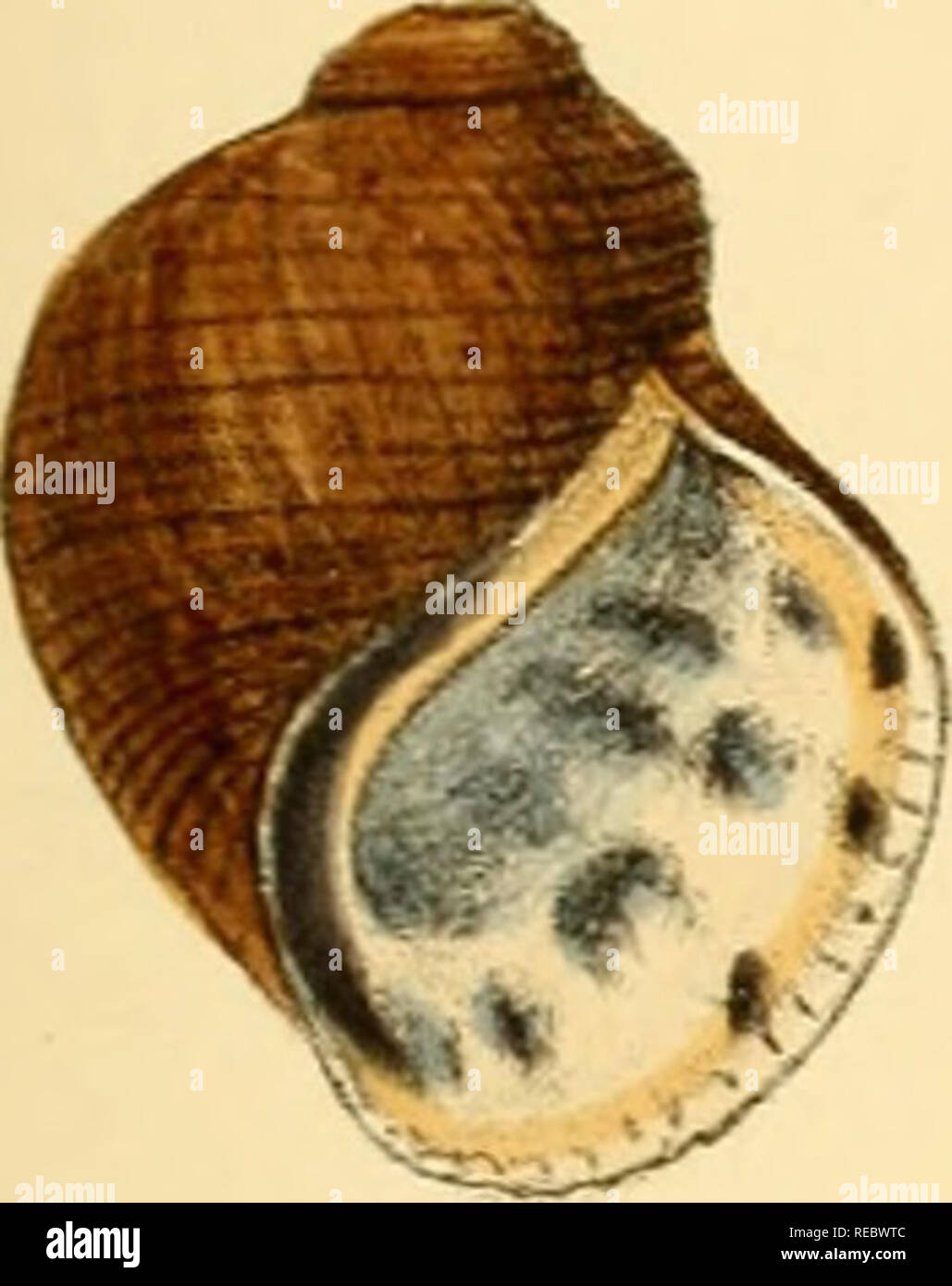Sylvanus Shell . Conchologia indica, being illustrations of the land and freshwater ...