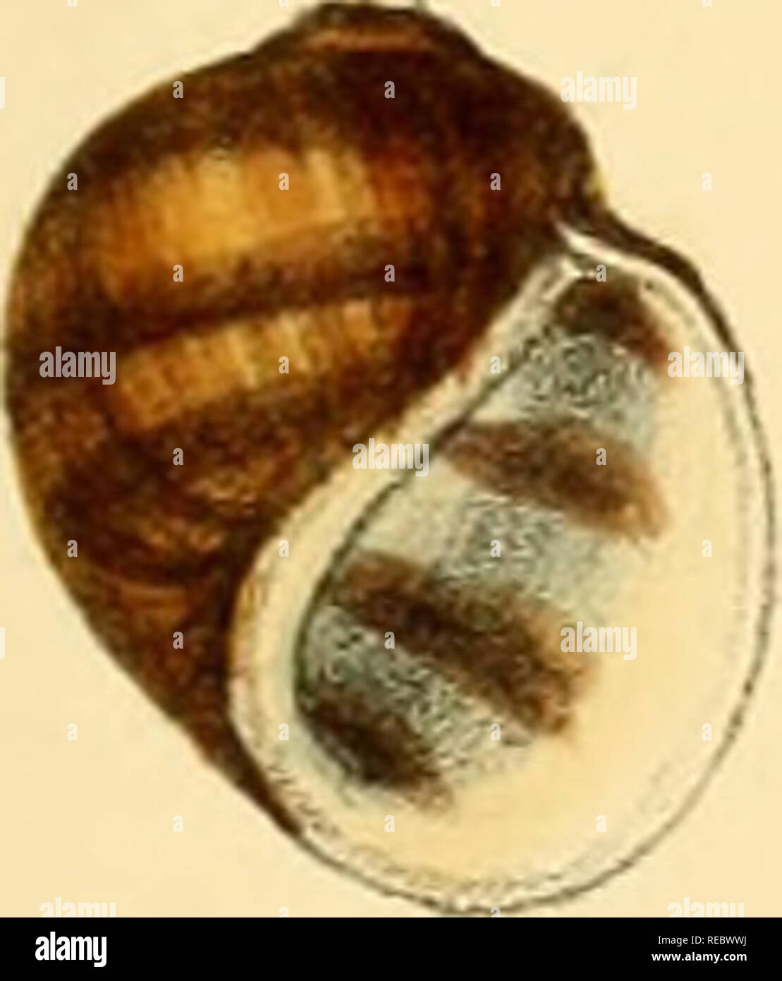 Sylvanus Shell J d hanley hi-res stock photography and images - Alamy