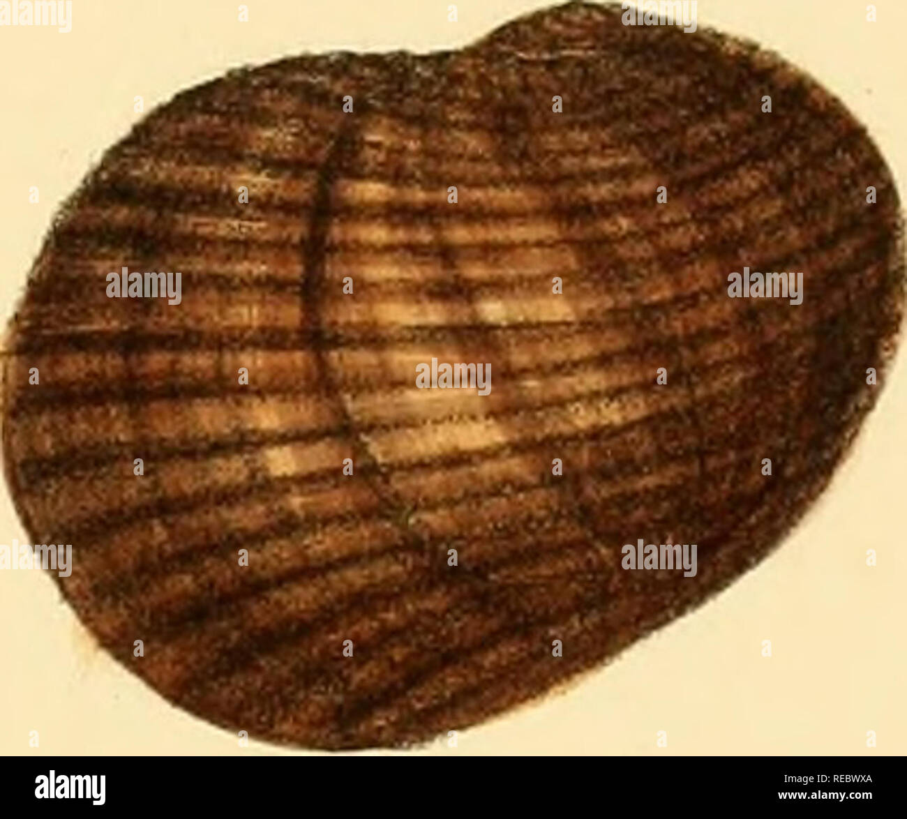 Sylvanus Shell Charles thorp hi-res stock photography and images - Alamy