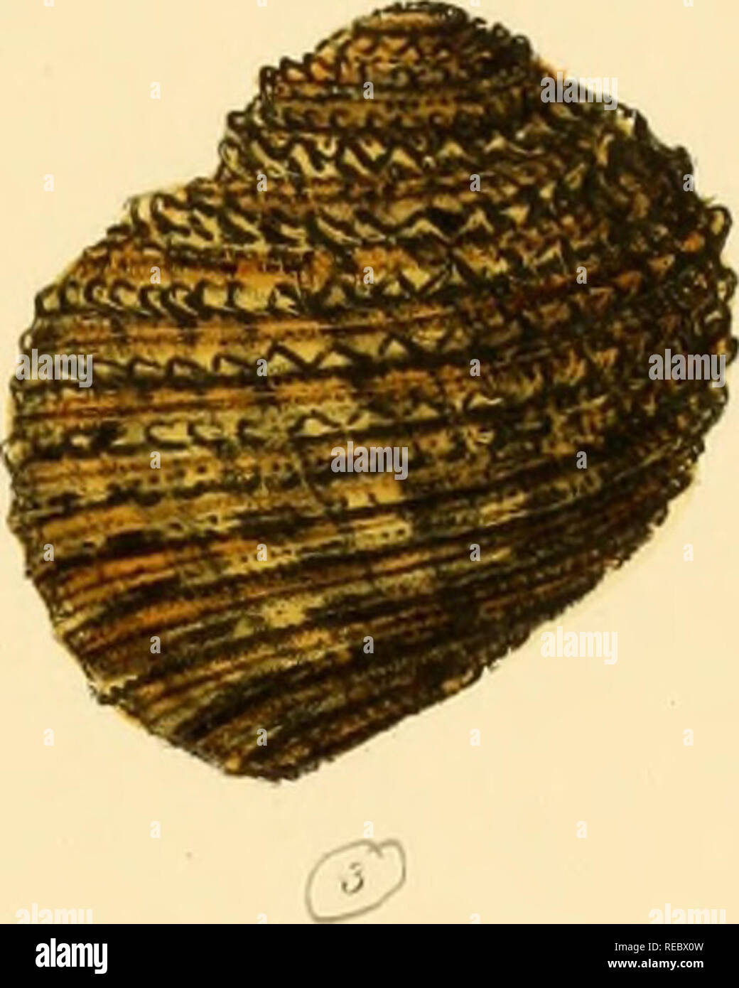 Sylvanus Shell Charles thorp hi-res stock photography and images - Alamy