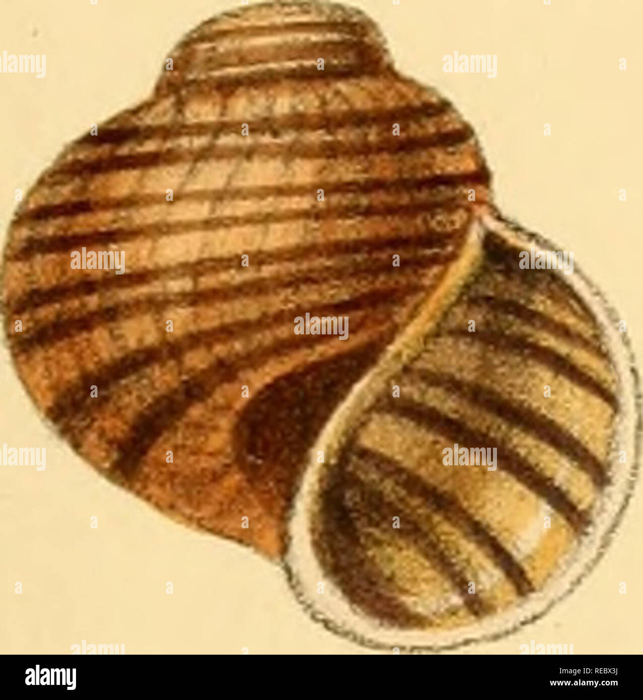 Sylvanus Shell Charles thorp hi-res stock photography and images - Alamy