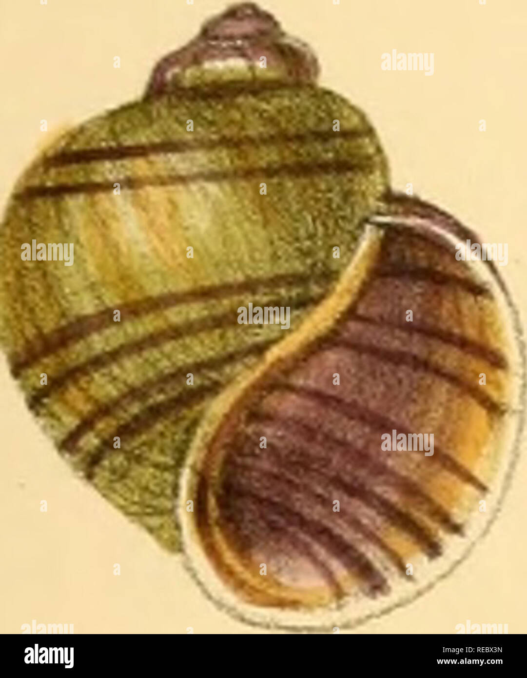 Sylvanus Shell Charles thorp hi-res stock photography and images - Alamy