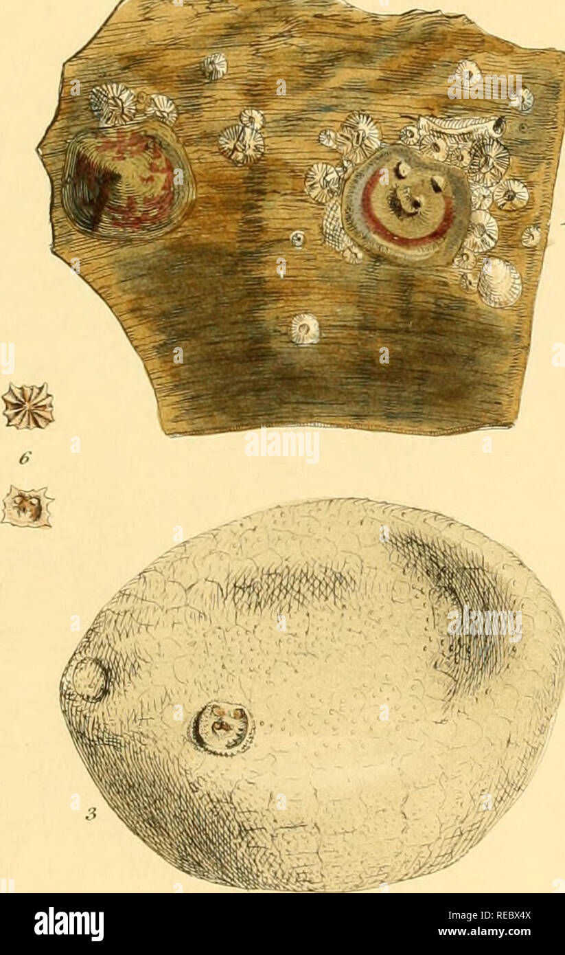 . Conchologia systematica, or Complete system of conchology: in which the Lepades and conchiferous Mollusca are described and classified according to their natural organization and habits. Shells; Mollusks. Plate CXXYIH.. J a-J. Gxaua. penstmata . 3. ...fiartsienjisf 6. - costata . 7. antzqim. Please note that these images are extracted from scanned page images that may have been digitally enhanced for readability - coloration and appearance of these illustrations may not perfectly resemble the original work.. Reeve, Lovell, 1814-1865; Sowerby, G. B. (George Brettingham), 1812-1884, ill; Dall, Stock Photo